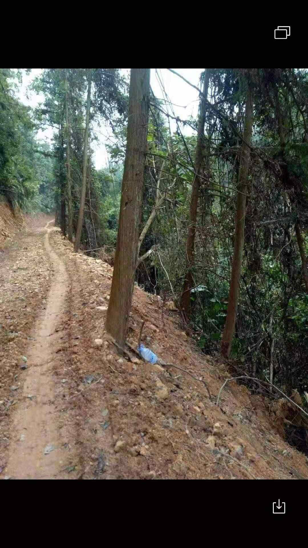 广东肇庆肇庆急招砍树工人