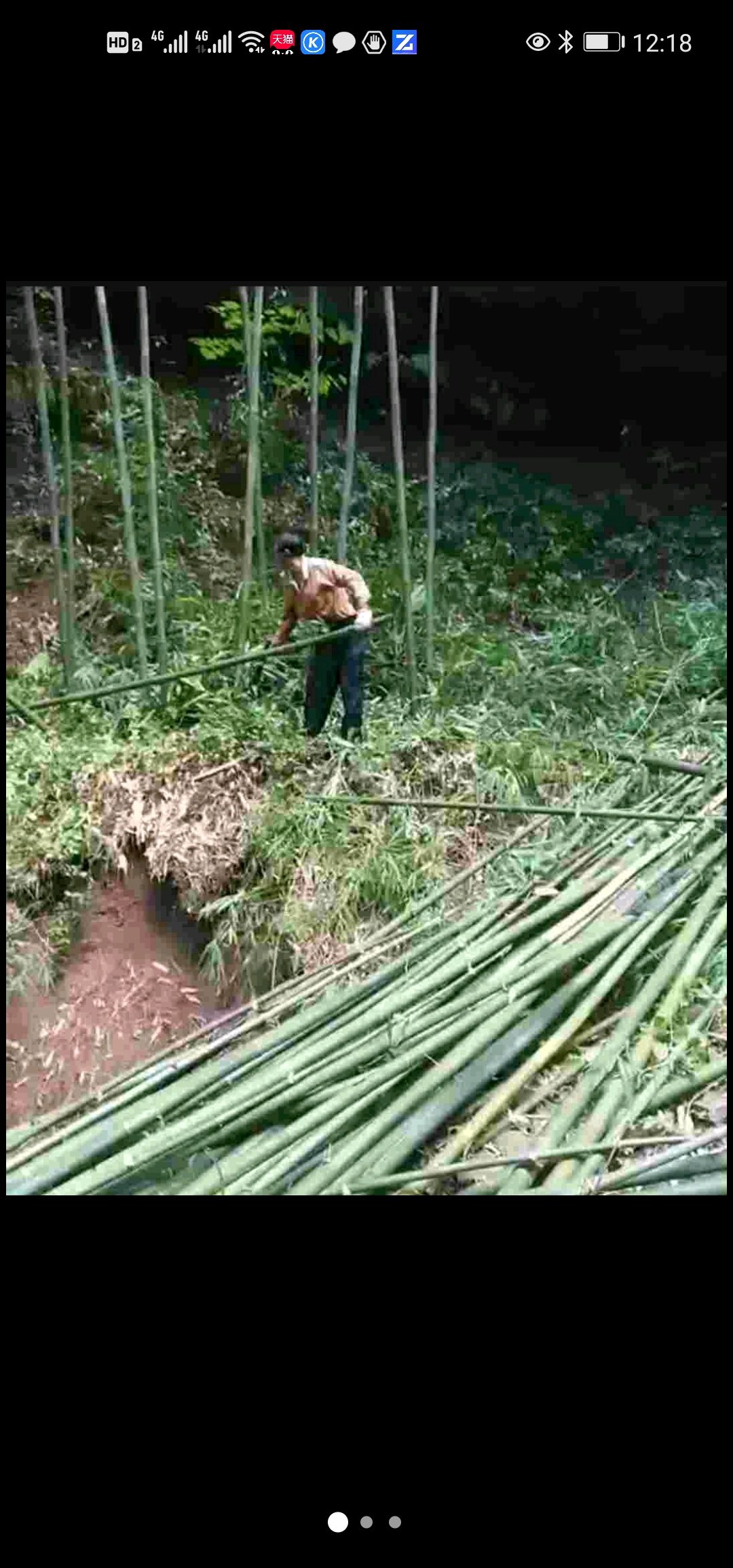 贵州毕节砍竹子工人