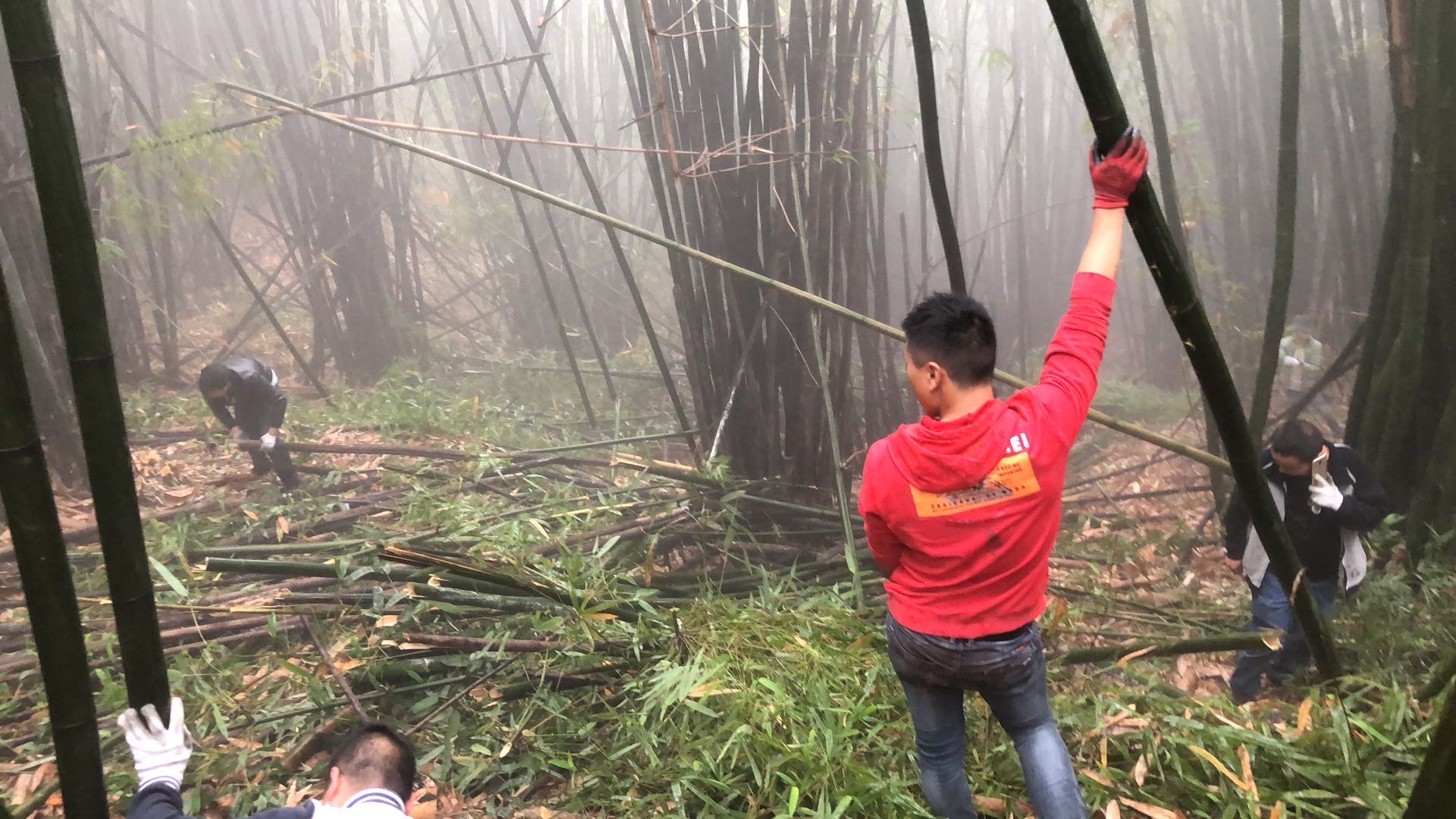 贵州遵义遵义赤水招砍竹子工人