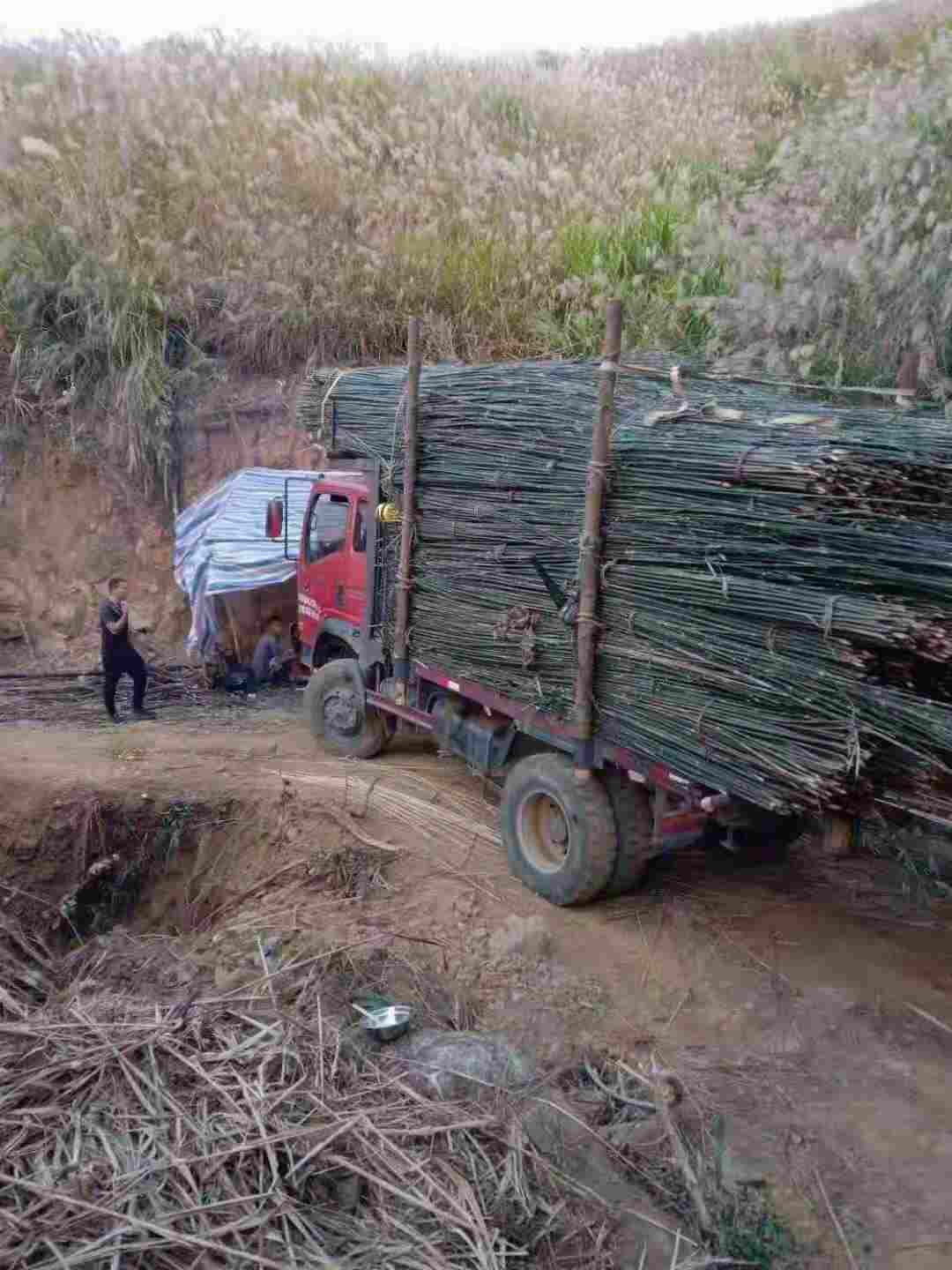 广西崇左广东阳江招砍竹子工人,最好夫妻队