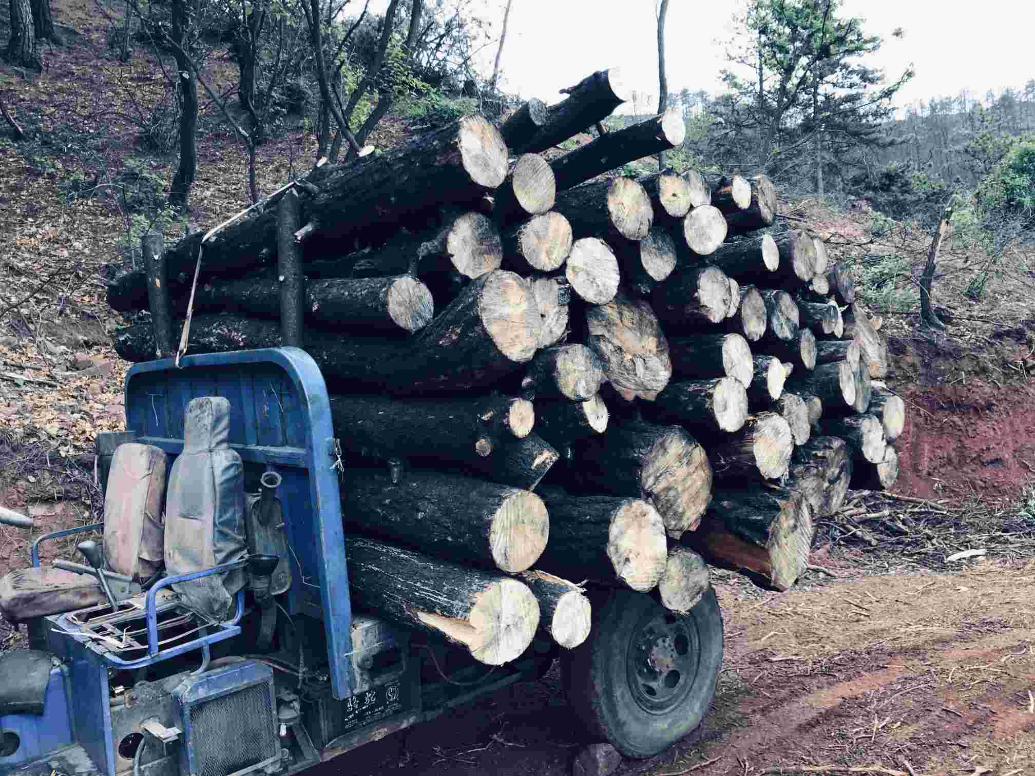 山西长治伐木工程